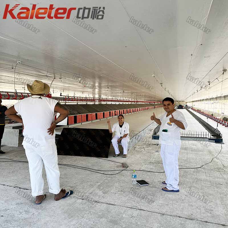 Las cajas de anidación automáticas del huevo del pollo ruedan lejos los huevos que ponen los huevos de los nidos